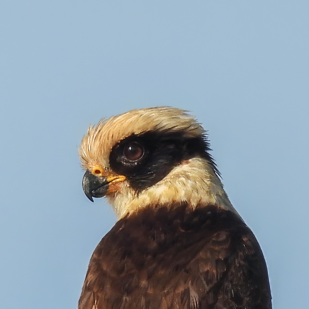 Laughing Falcon - ML644285884