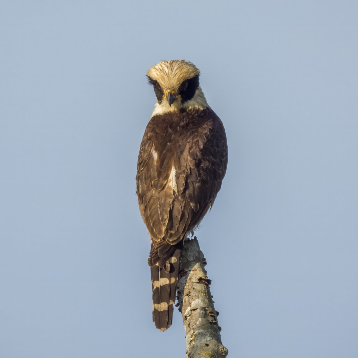 Laughing Falcon - ML644285885