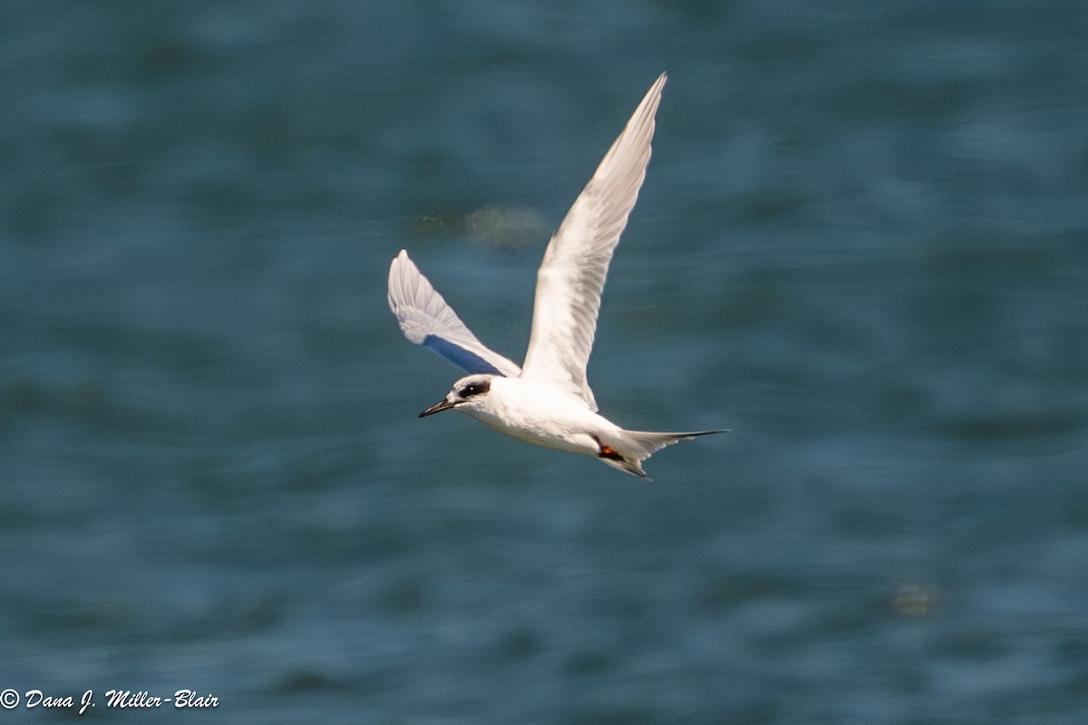 Крячок неоарктичний - ML644285891