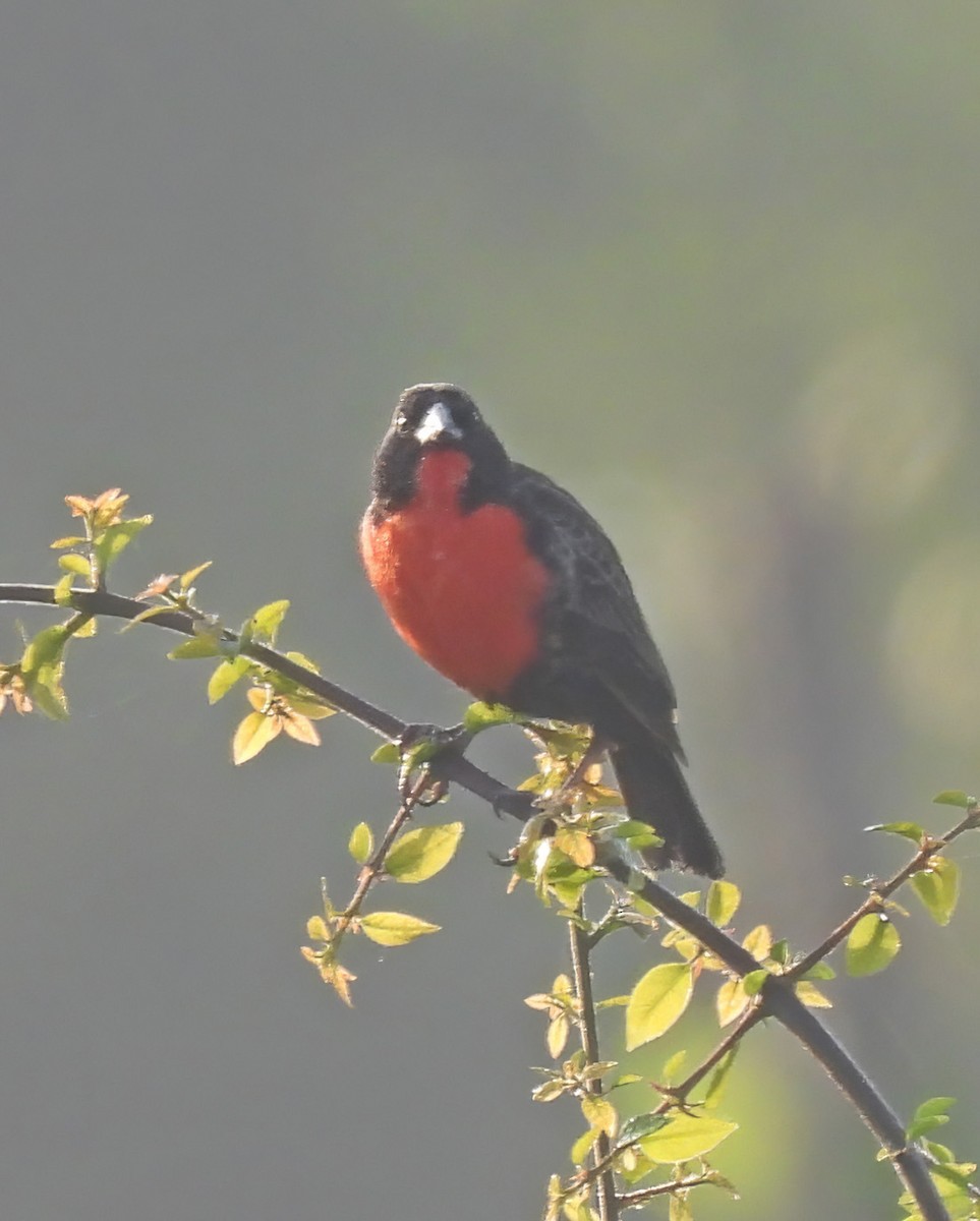 Red-breasted Meadowlark - ML644285896