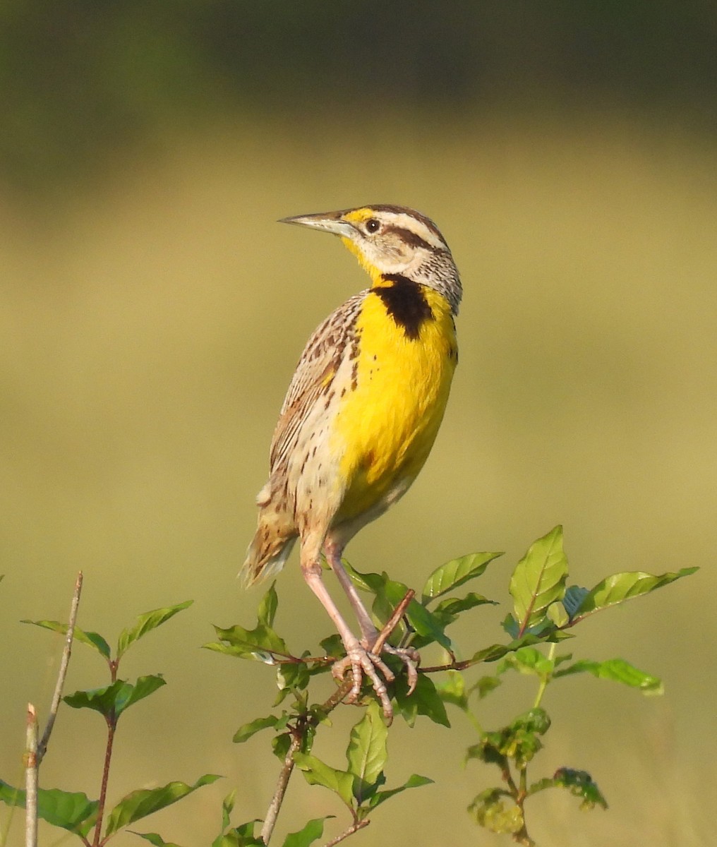 Eastern Meadowlark - ML644285905