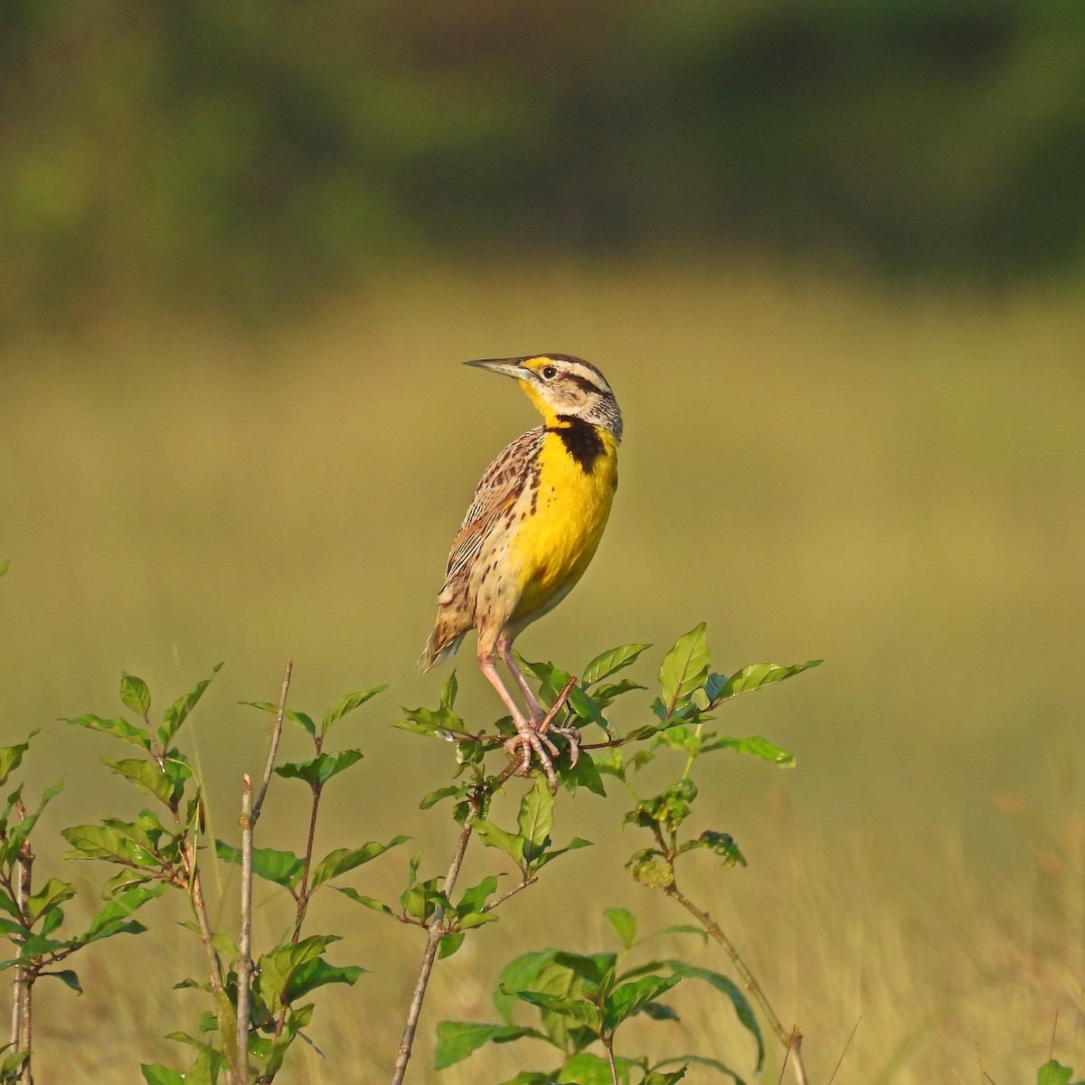 Eastern Meadowlark - ML644285906