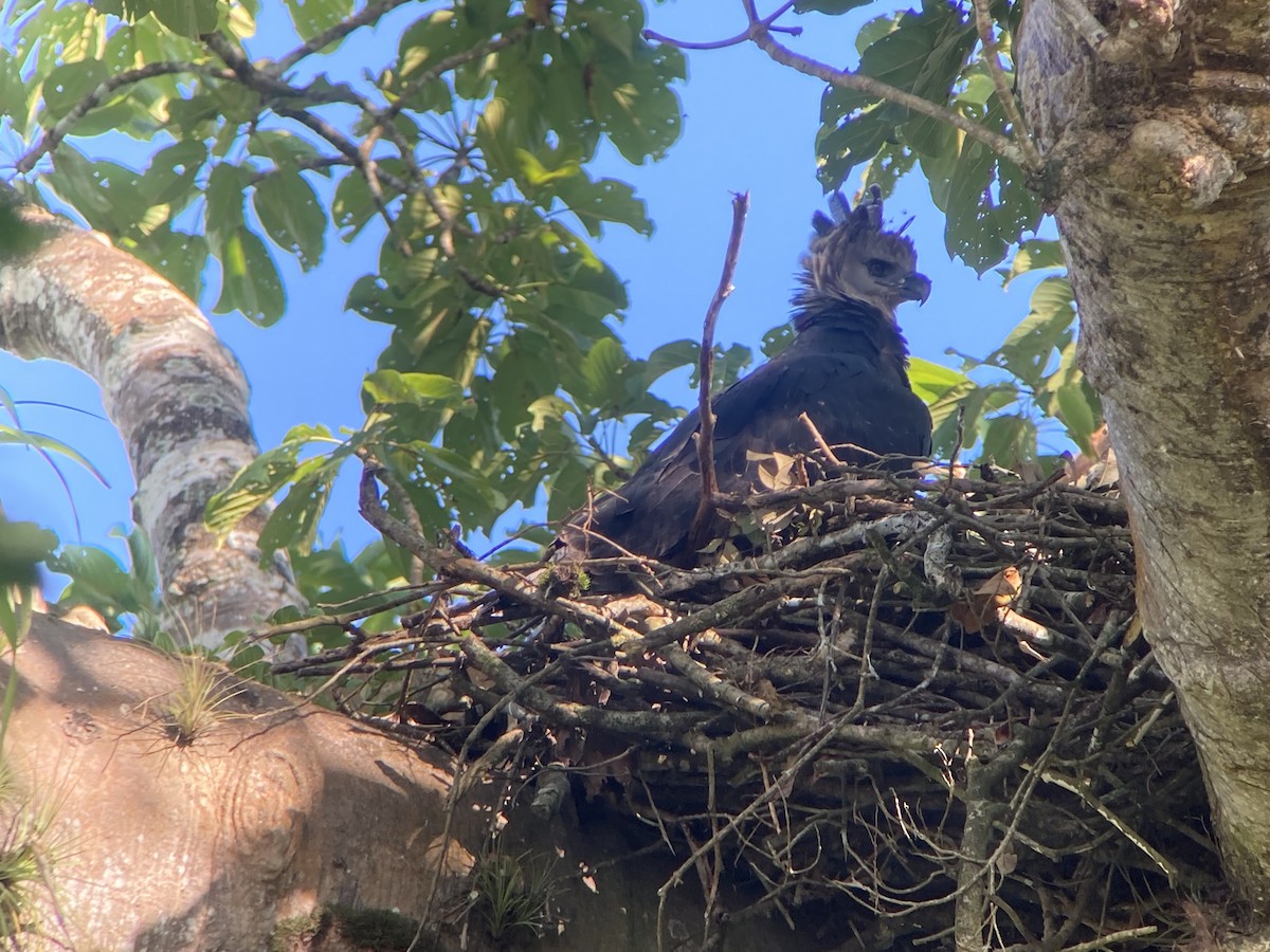 Harpie féroce - ML644285917