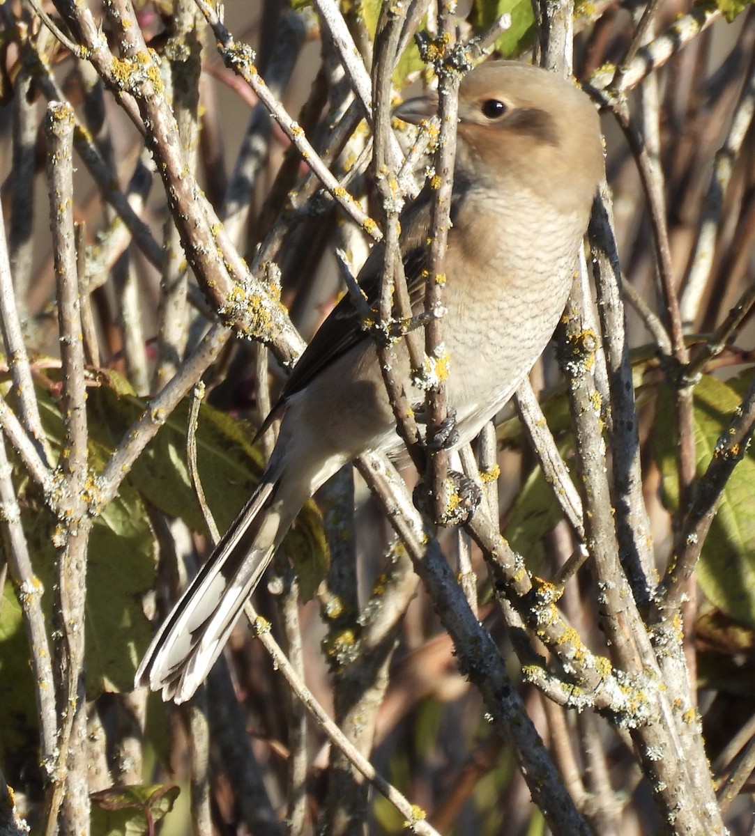 Alcaudón Boreal - ML644285921