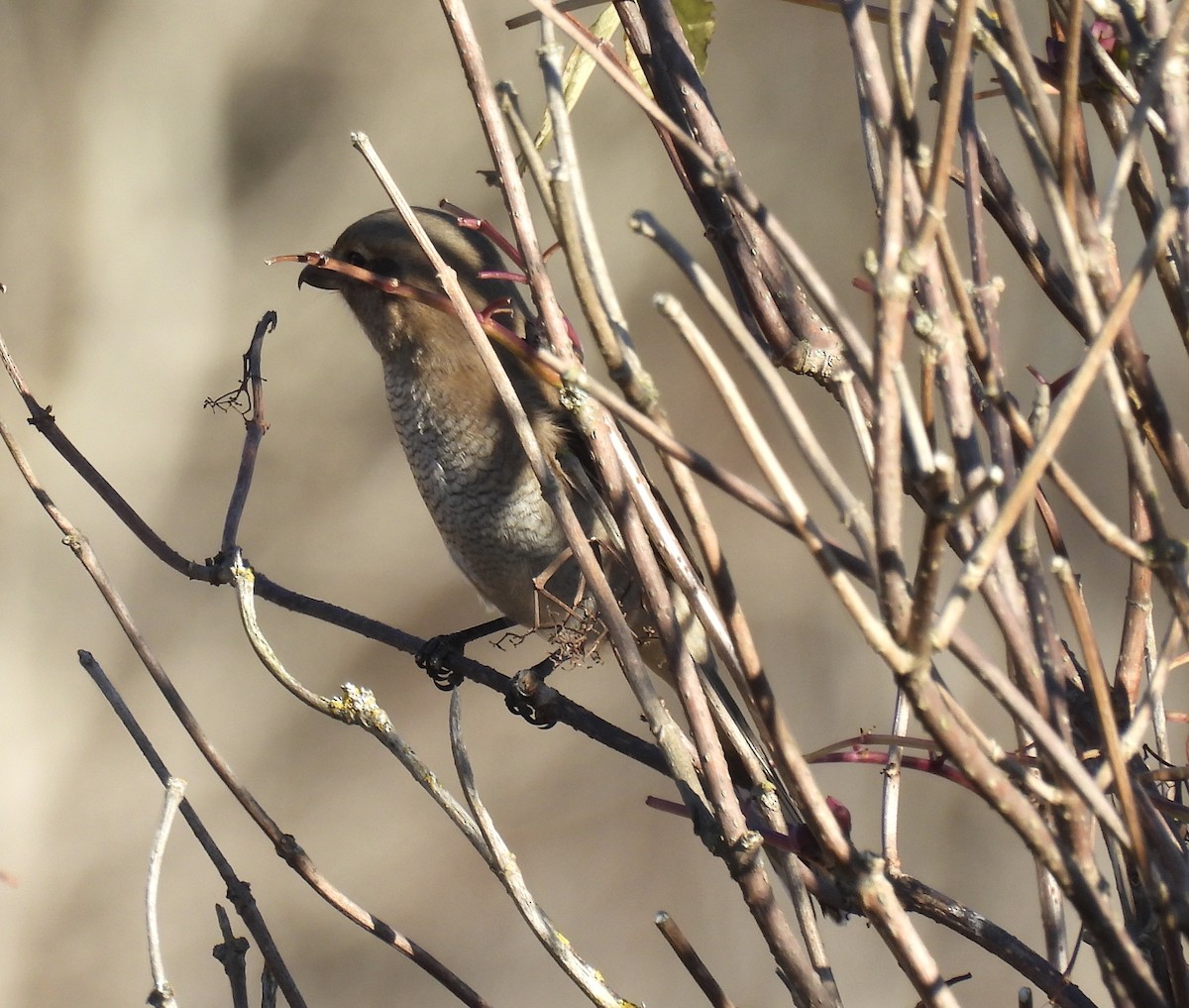 Alcaudón Boreal - ML644285922