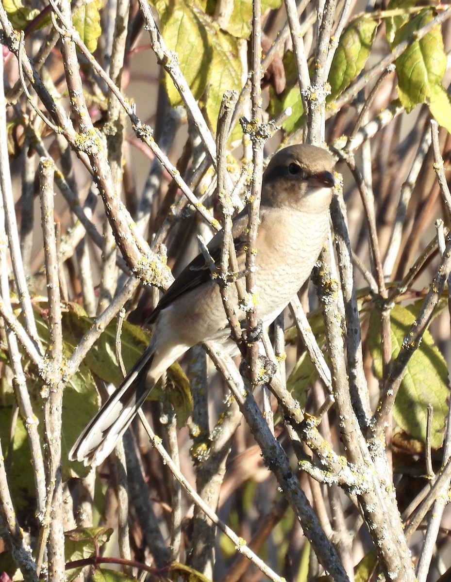Alcaudón Boreal - ML644285923