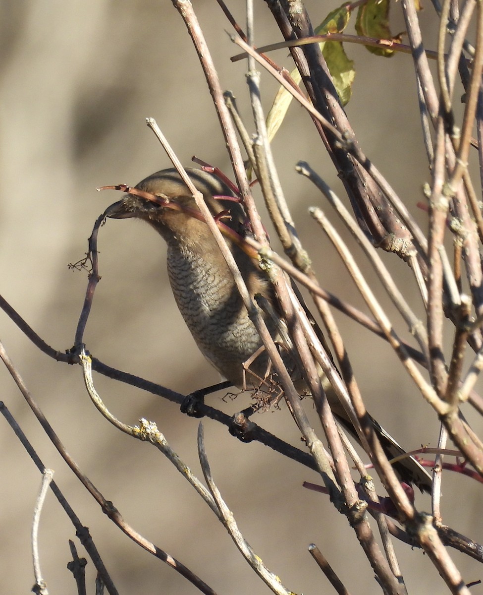 Alcaudón Boreal - ML644285924
