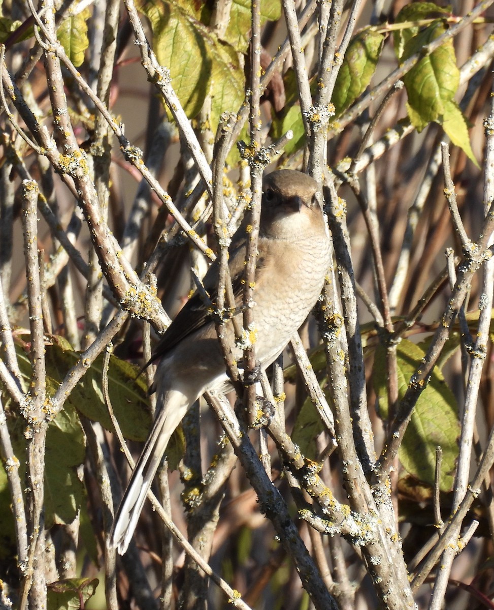 Alcaudón Boreal - ML644285925
