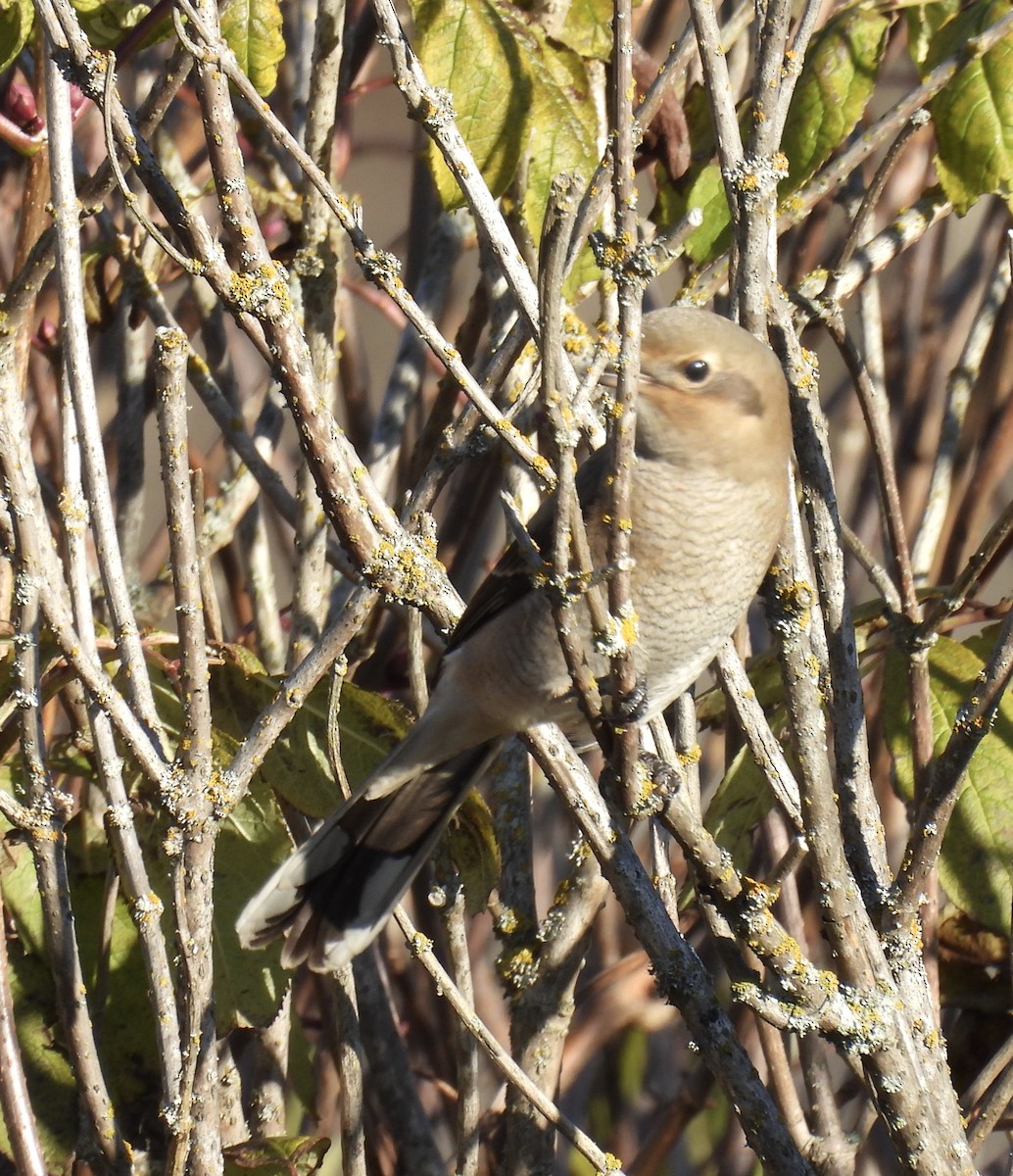 Alcaudón Boreal - ML644285926