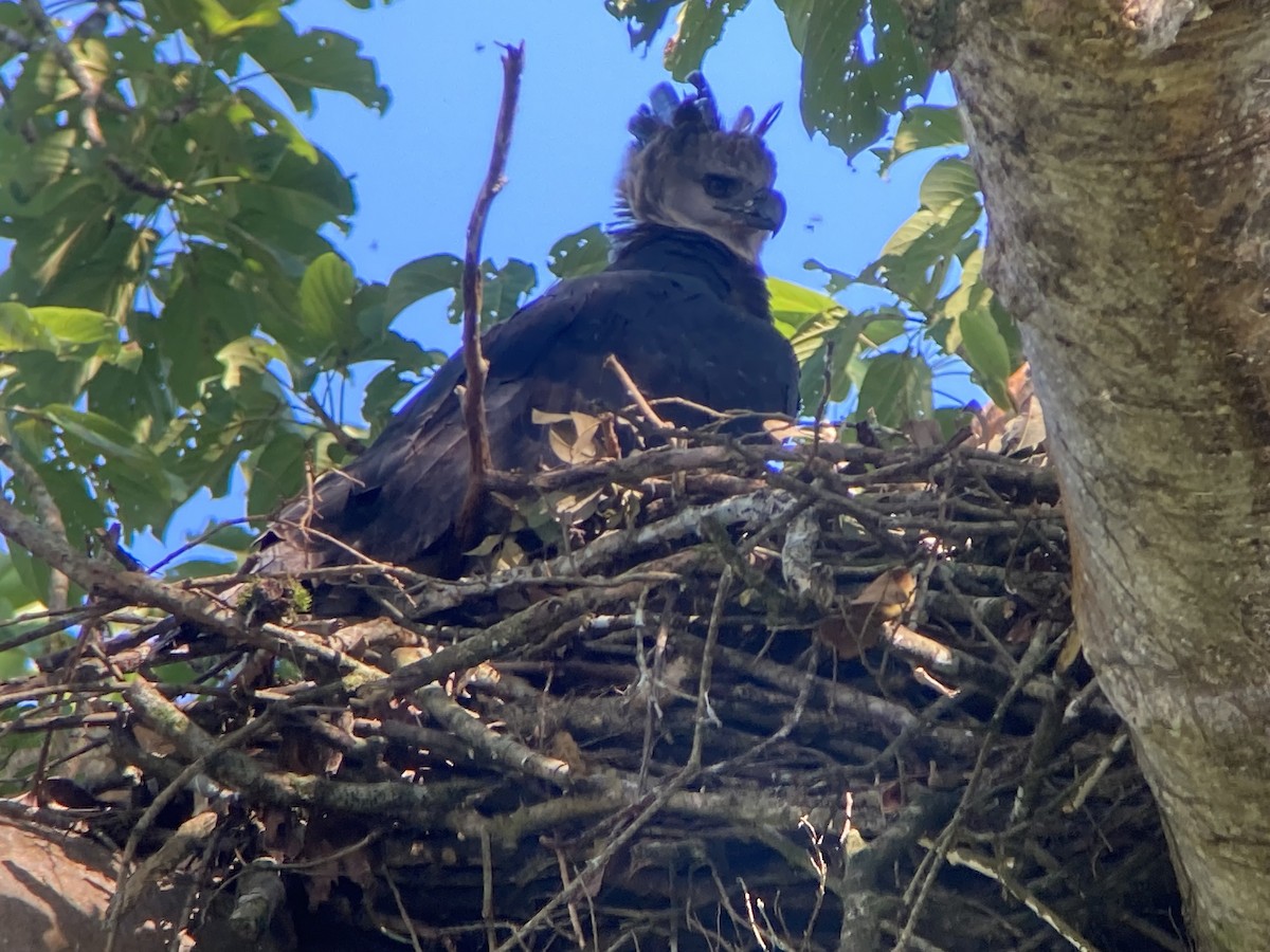 Harpie féroce - ML644285927