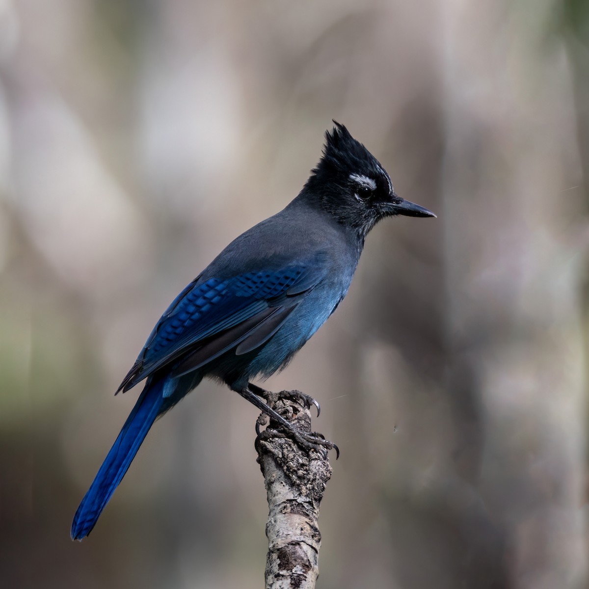 Стеллерова сойка - ML644285929