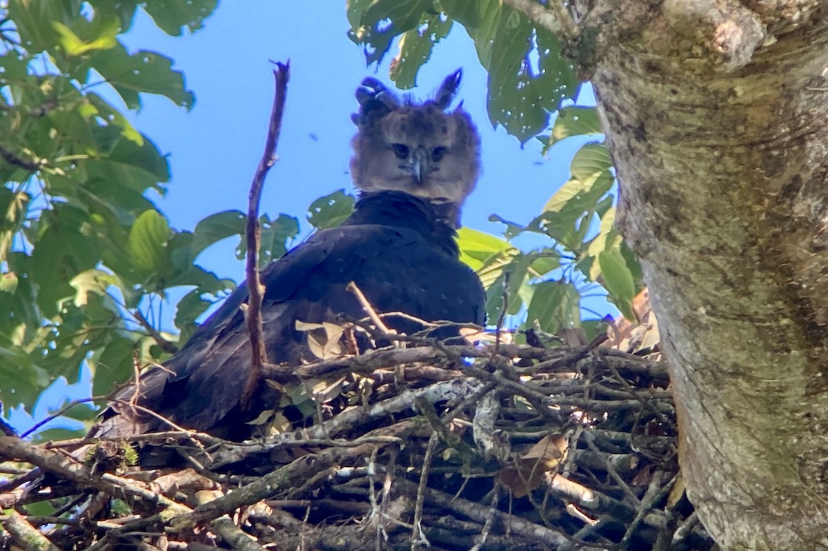 Harpie féroce - ML644285934