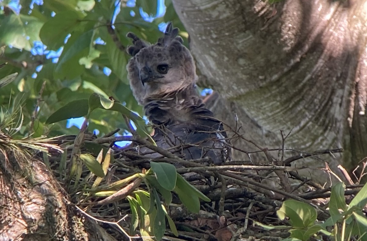 Harpie féroce - ML644285939