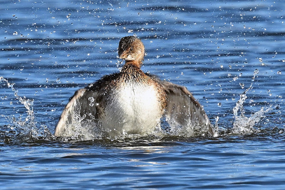 potápka americká - ML644285943