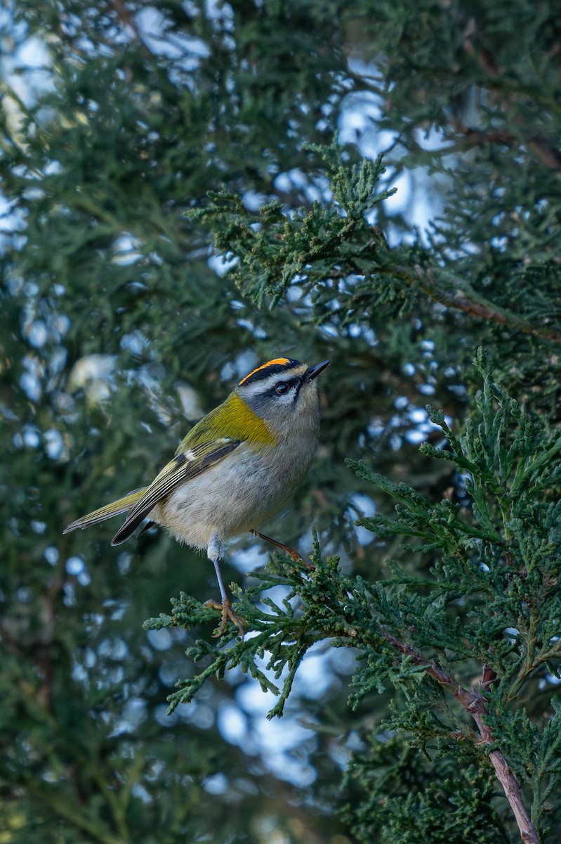 Common Firecrest - ML644285945