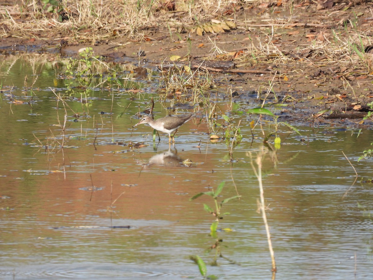 Spotted Sandpiper - ML644285946