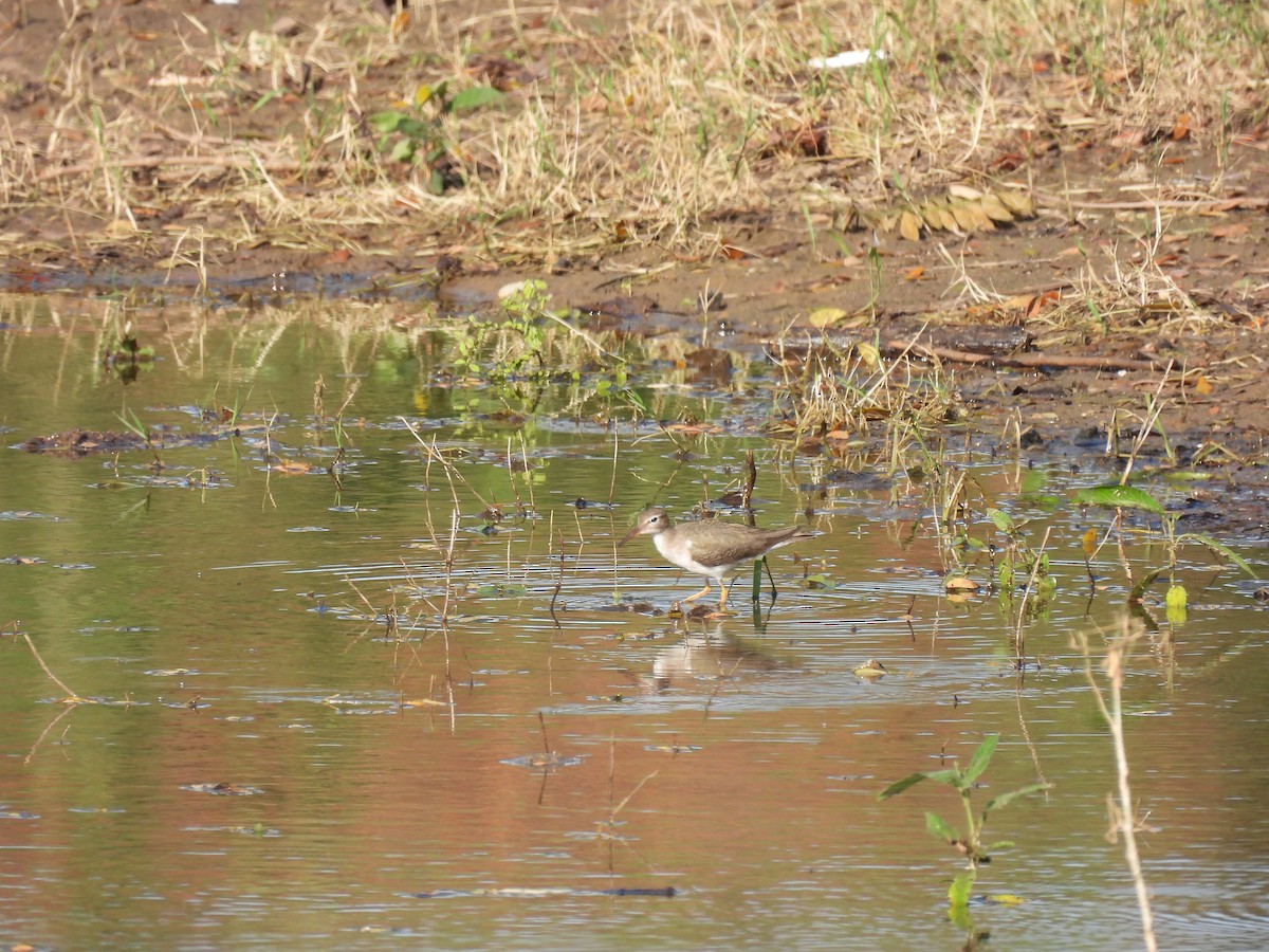 Spotted Sandpiper - ML644285947