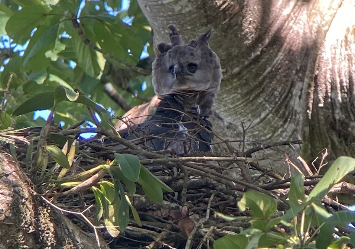 Harpie féroce - ML644285949