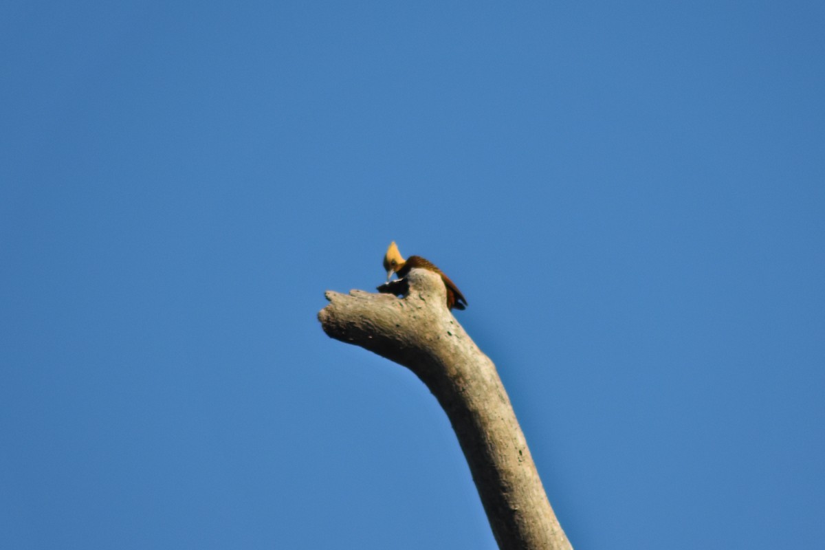 Pale-crested Woodpecker - ML644285951