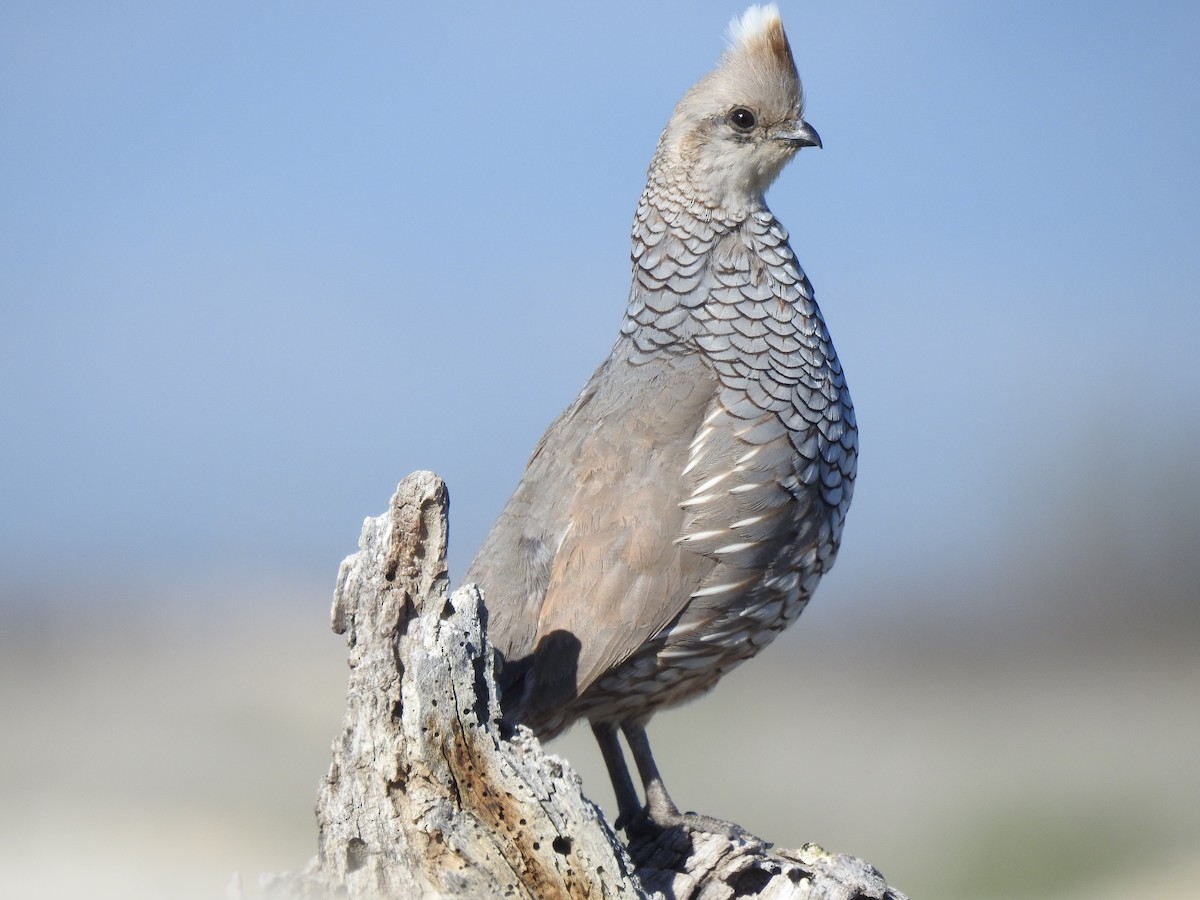 Scaled Quail - ML644285968