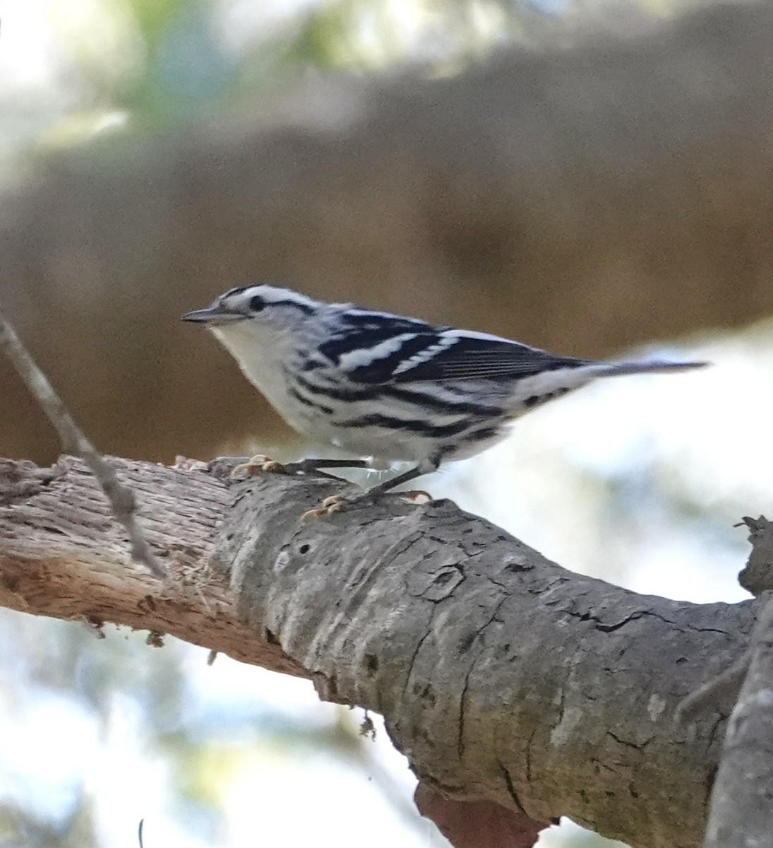 Black-and-white Warbler - ML644285969