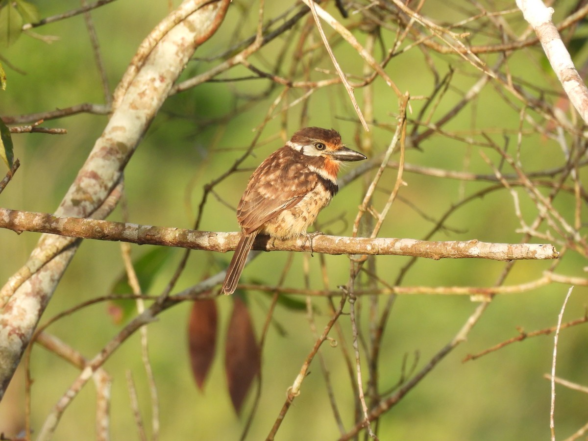 Russet-throated Puffbird - ML644285975