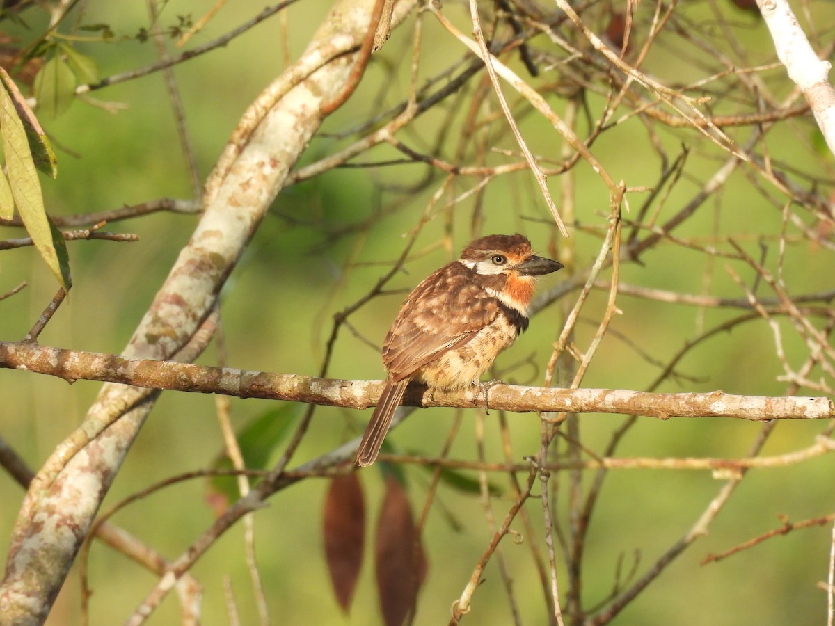 Russet-throated Puffbird - ML644285976
