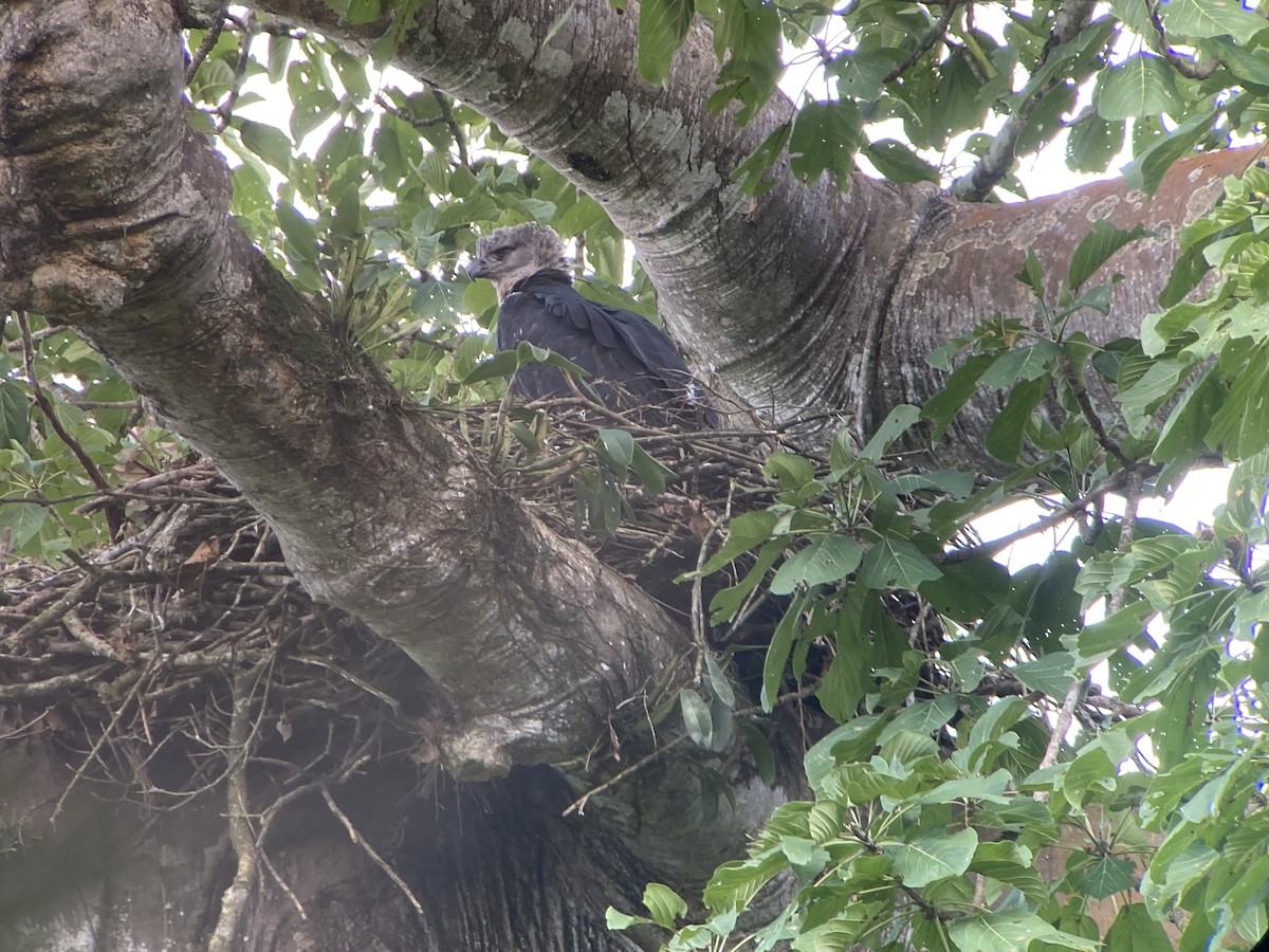 Harpie féroce - ML644285981