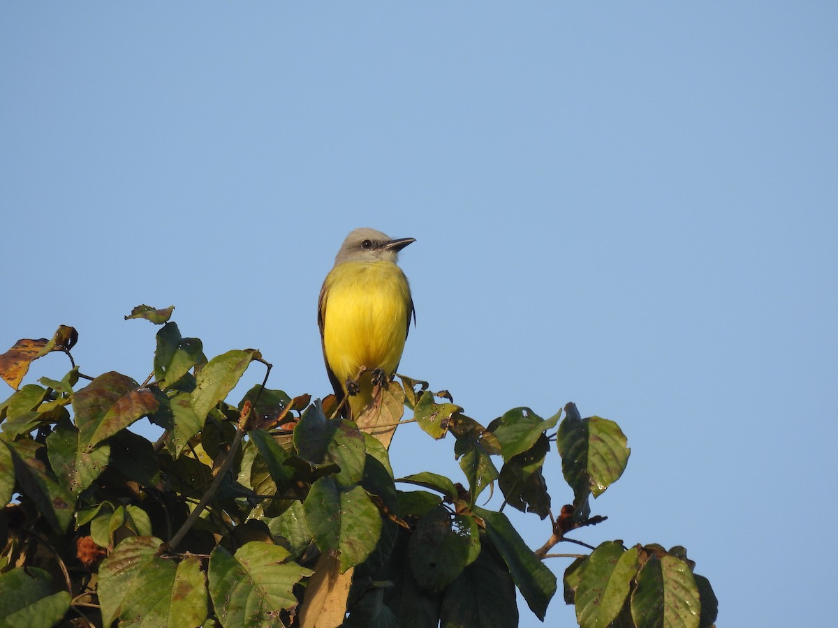 Tropical Kingbird - ML644285992