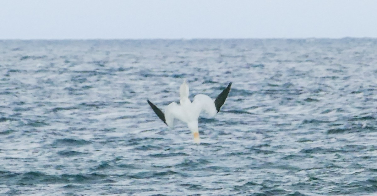 סולה מצויה - ML644285994