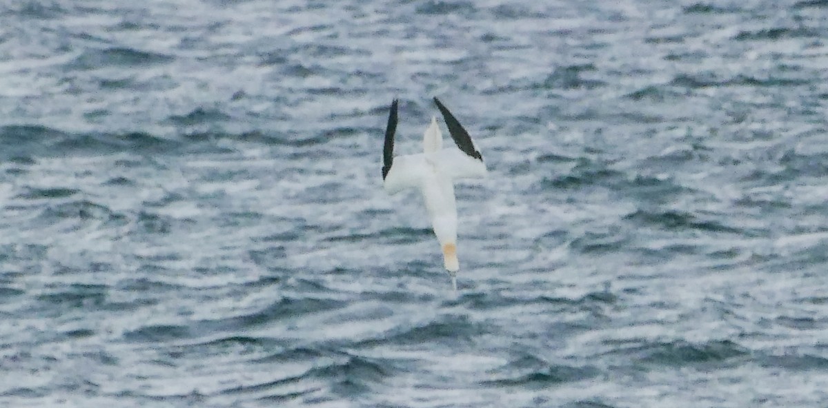 סולה מצויה - ML644285995