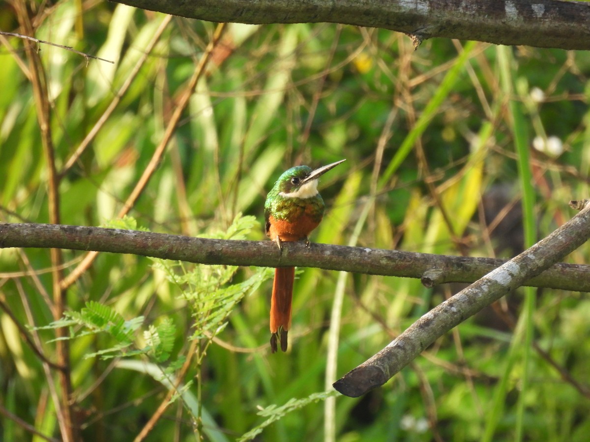 Rufous-tailed Jacamar - ML644286003
