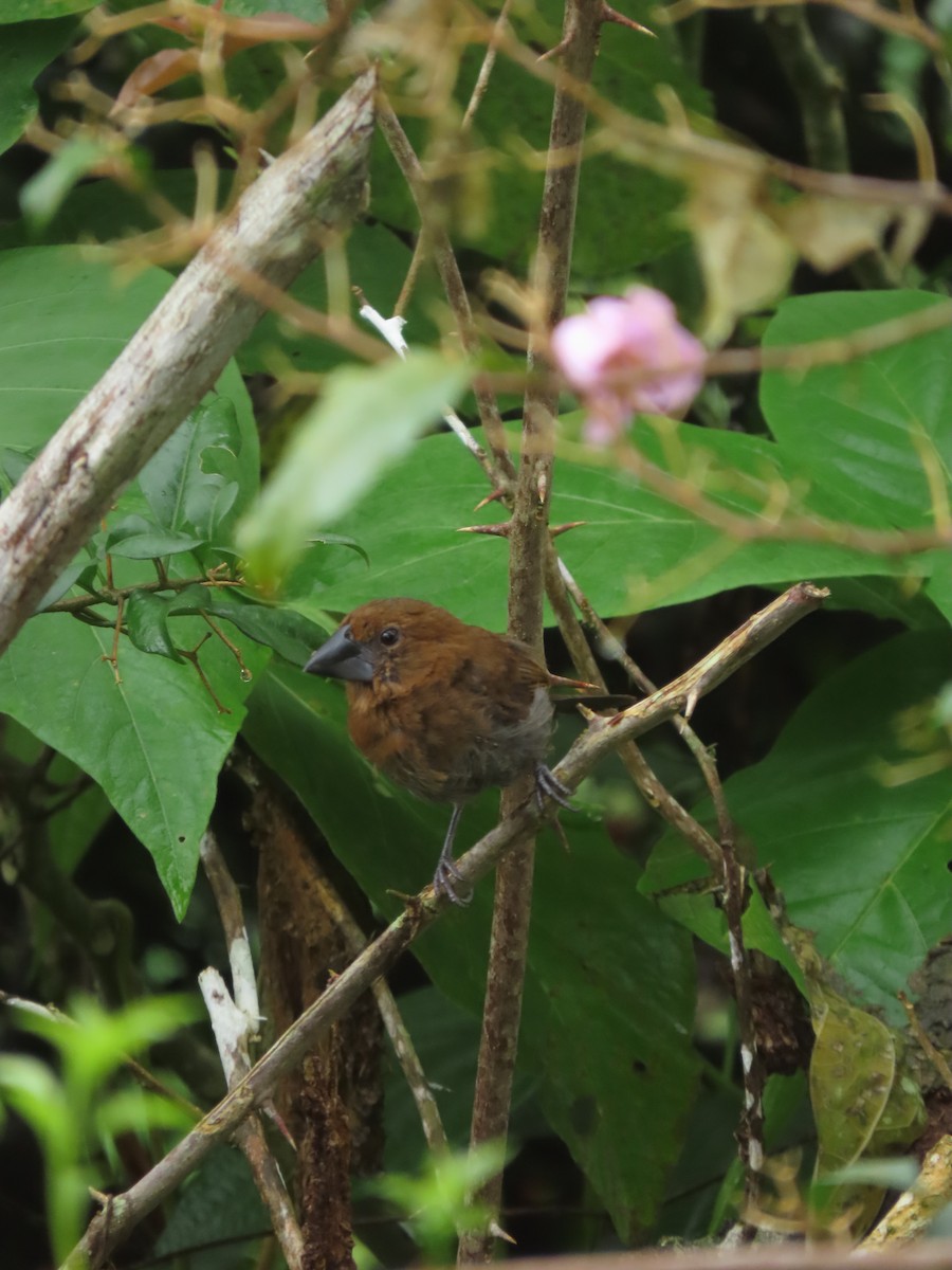 Meksika Çivit Kocabaşı - ML644286004