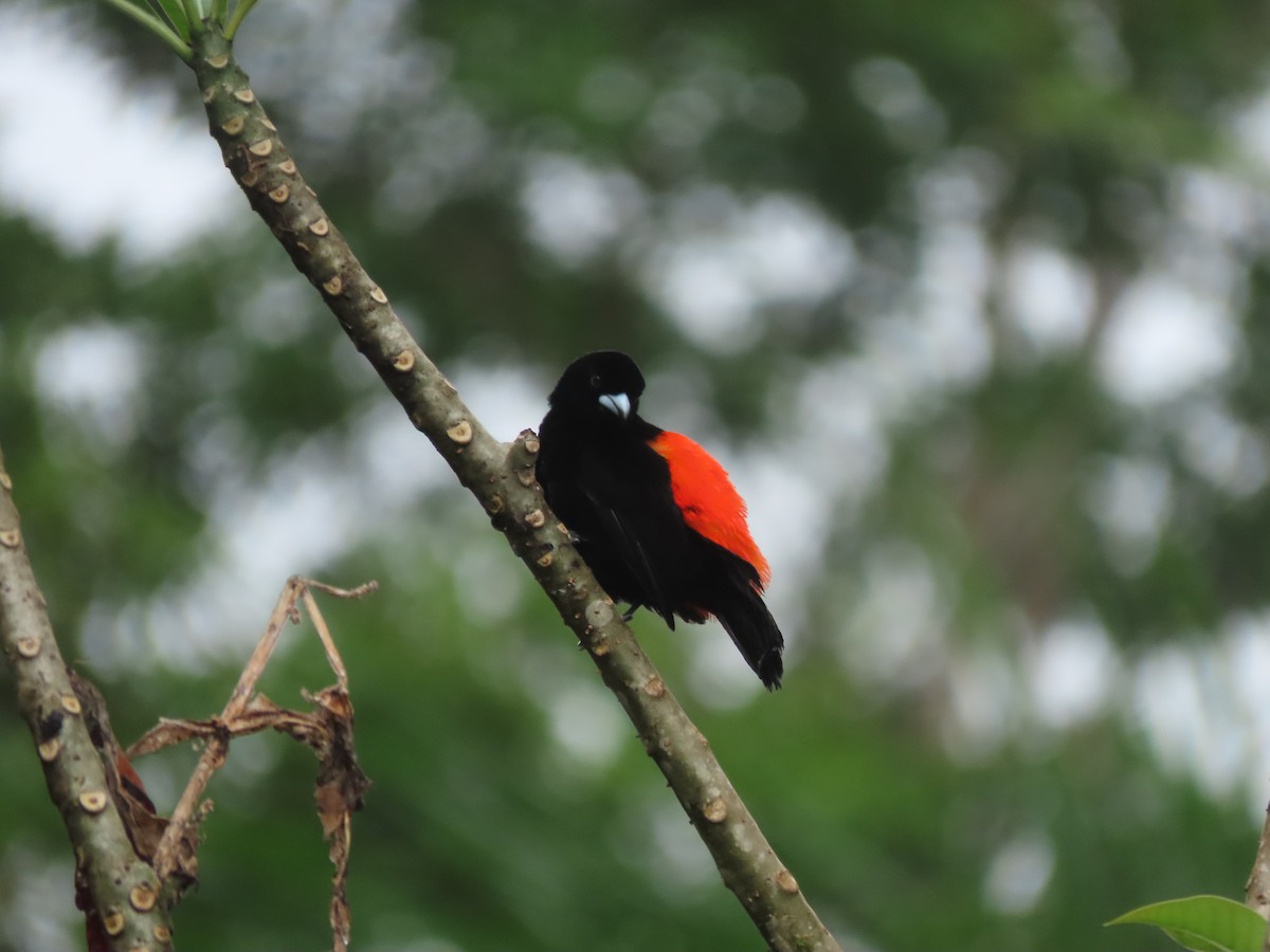 Scarlet-rumped Tanager - ML644286023