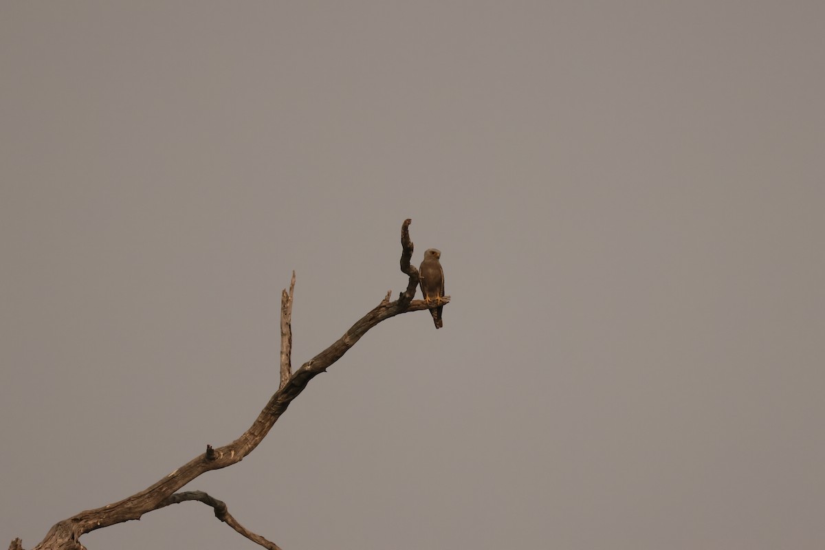 Batılı Çizgili Yılan Kartalı - ML644286029