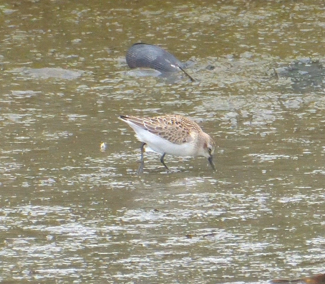 Semipalmated Sandpiper - ML644286036