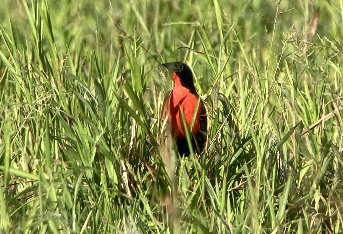 Red-breasted Meadowlark - ML644286052