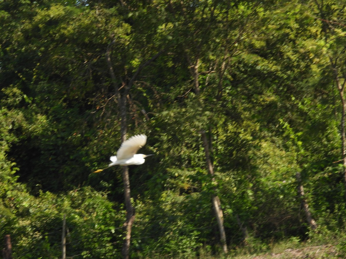 Snowy Egret - ML644286066