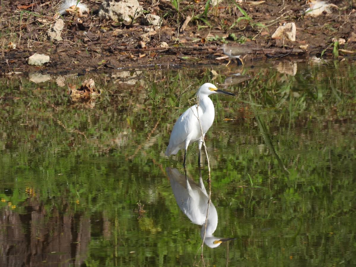 Snowy Egret - ML644286067