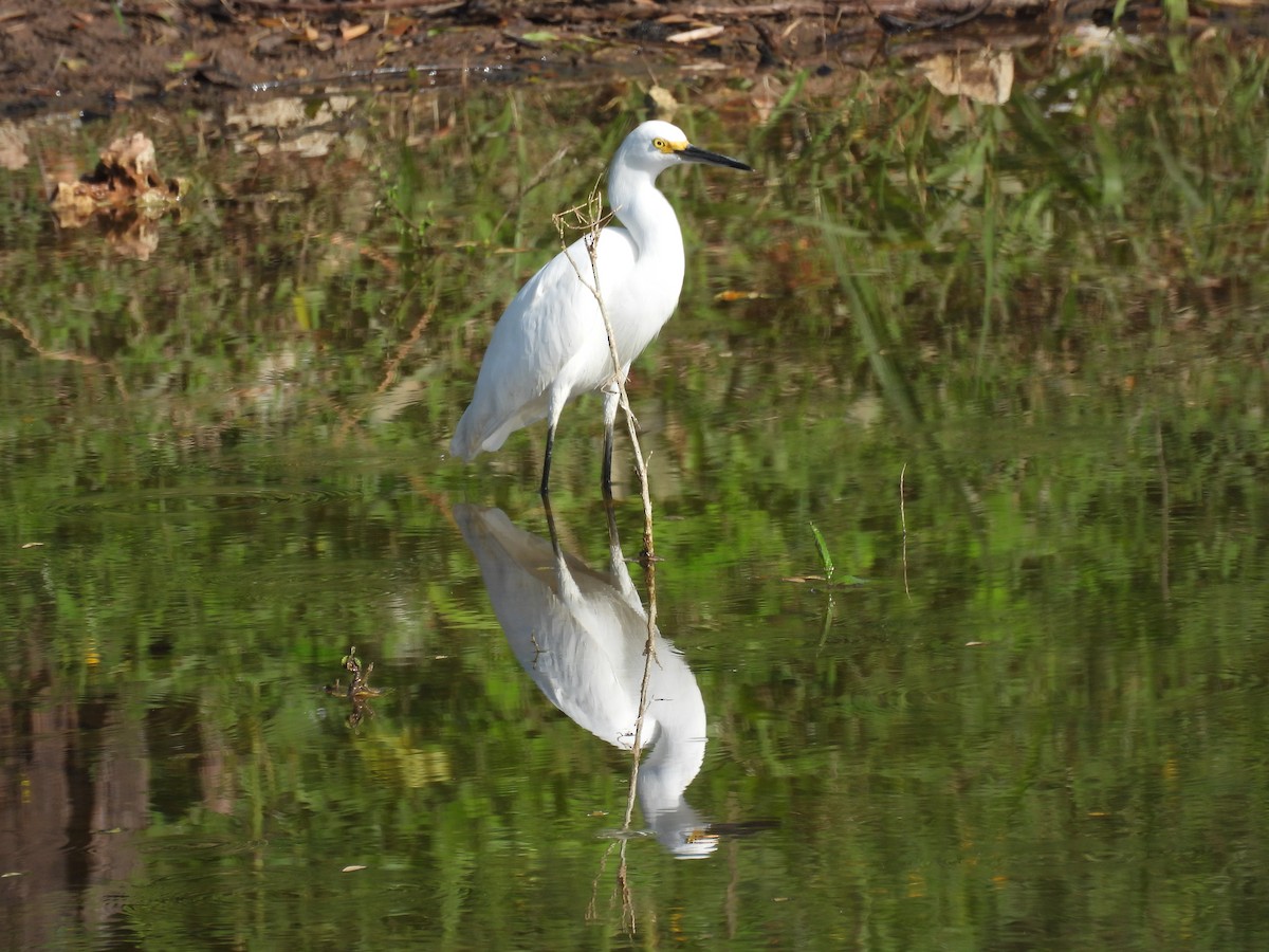 Snowy Egret - ML644286068