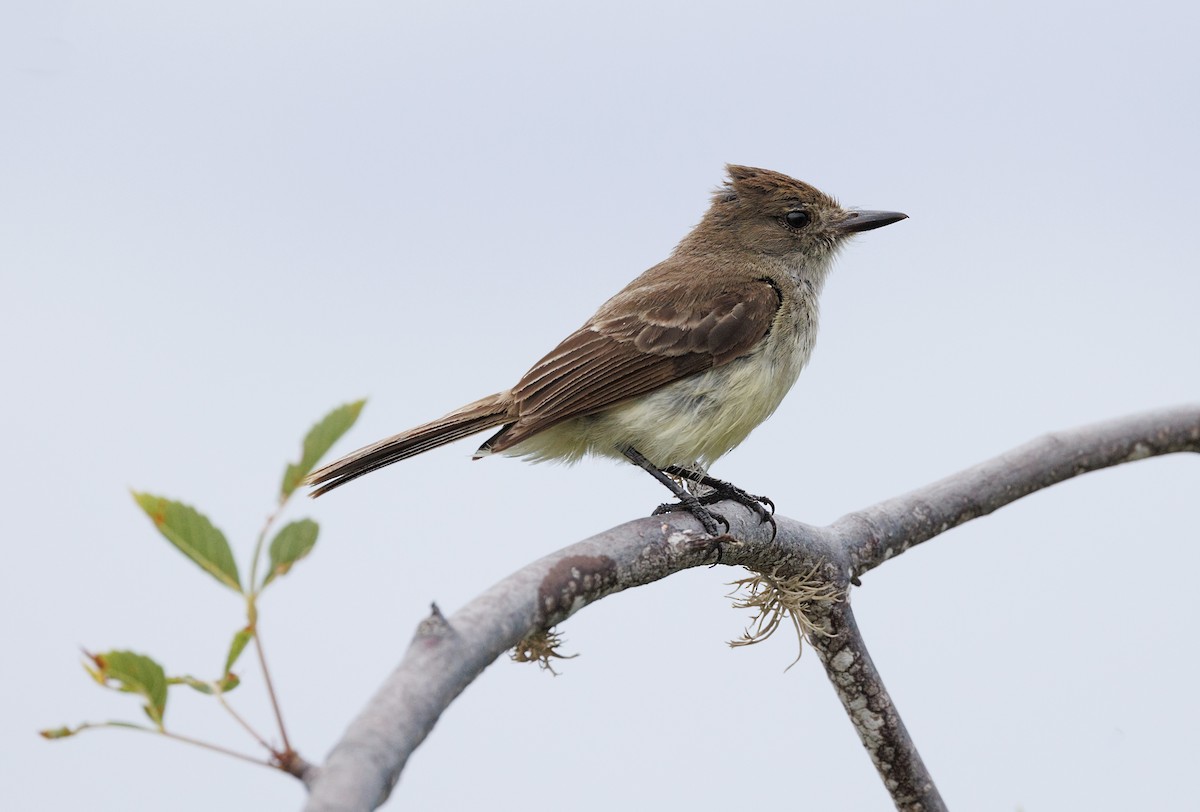 Галапагосский миарх - ML644286081