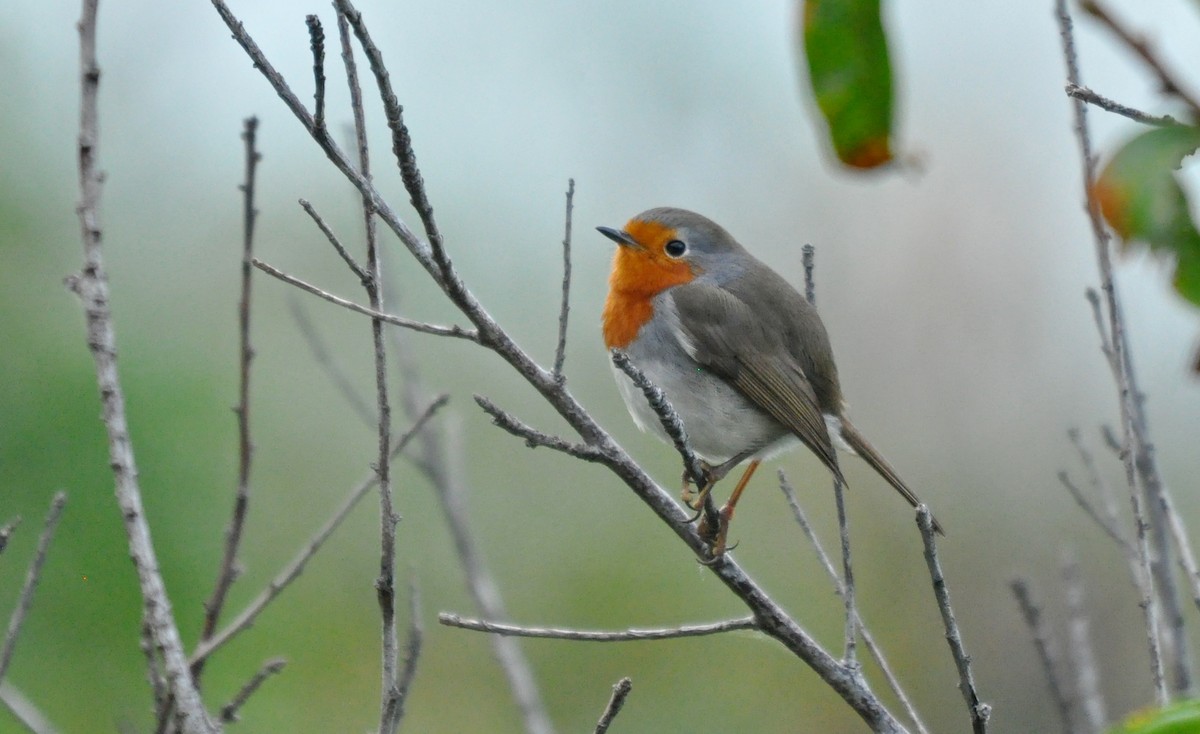 Өрнийн зээрд омруут - ML644286095