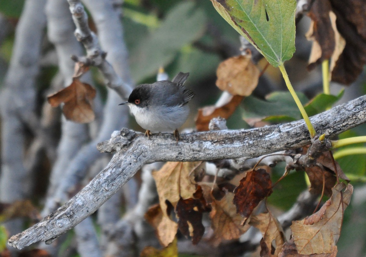 Sardinian Warbler - ML644286097