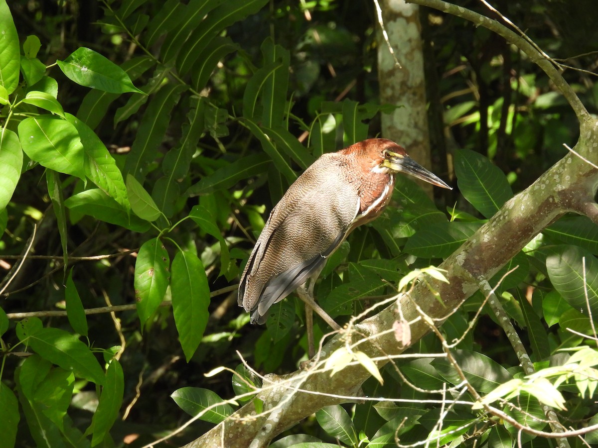 Rufescent Tiger-Heron - ML644286101