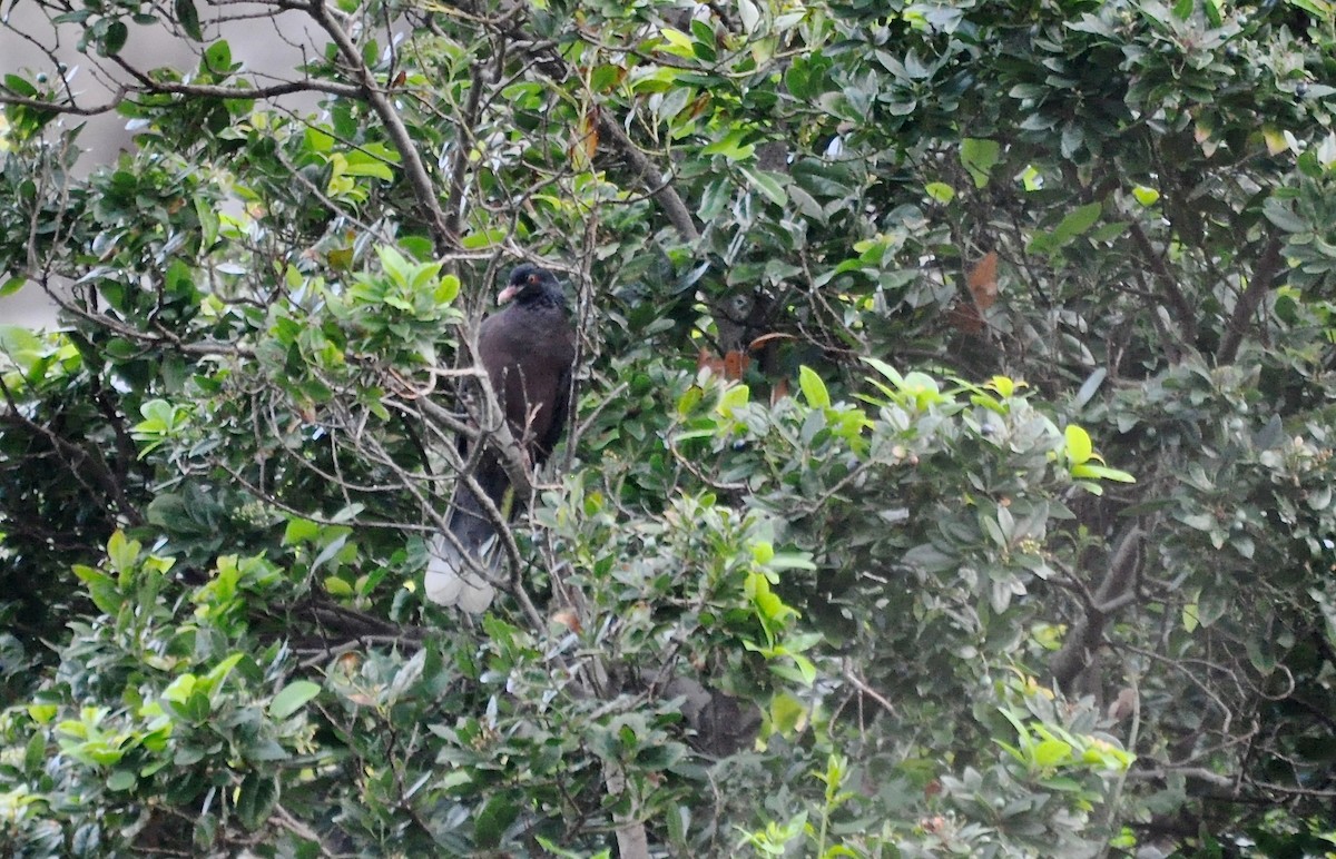 Pigeon des lauriers - ML644286112