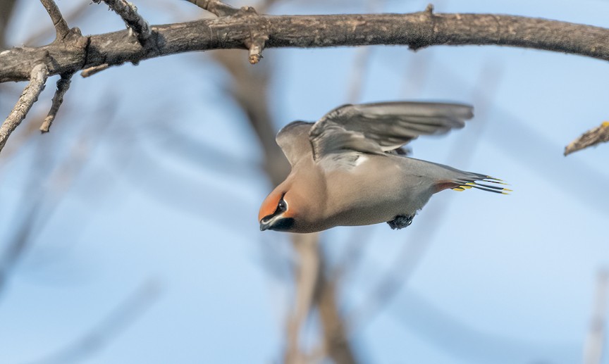 Buztanori boreala - ML644286116