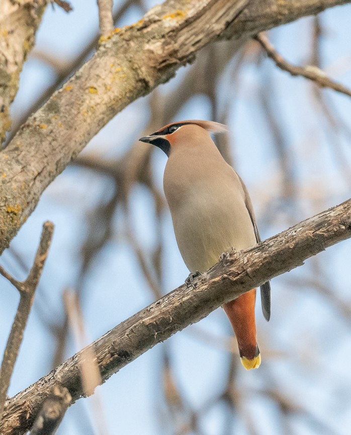 Buztanori boreala - ML644286117