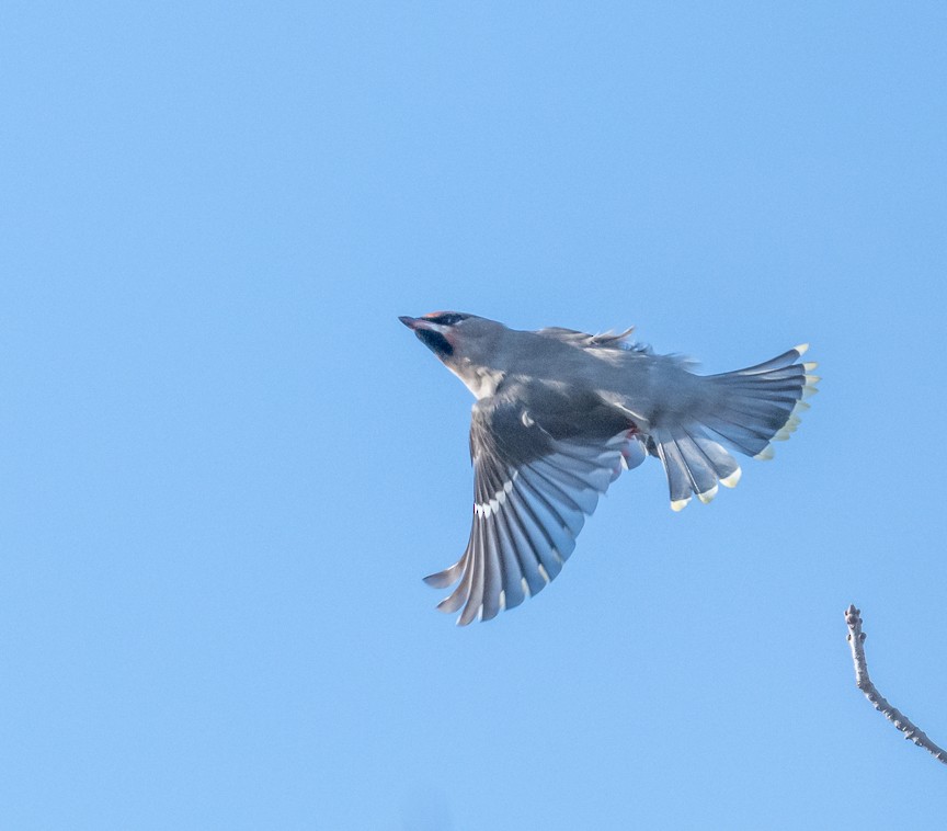 Buztanori boreala - ML644286118