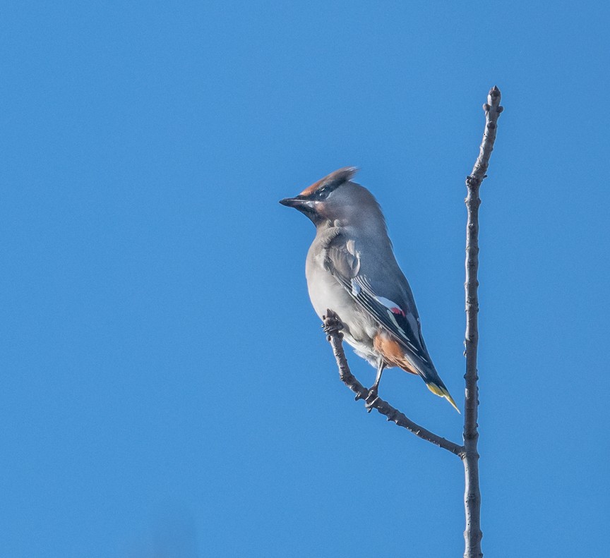 Buztanori boreala - ML644286119