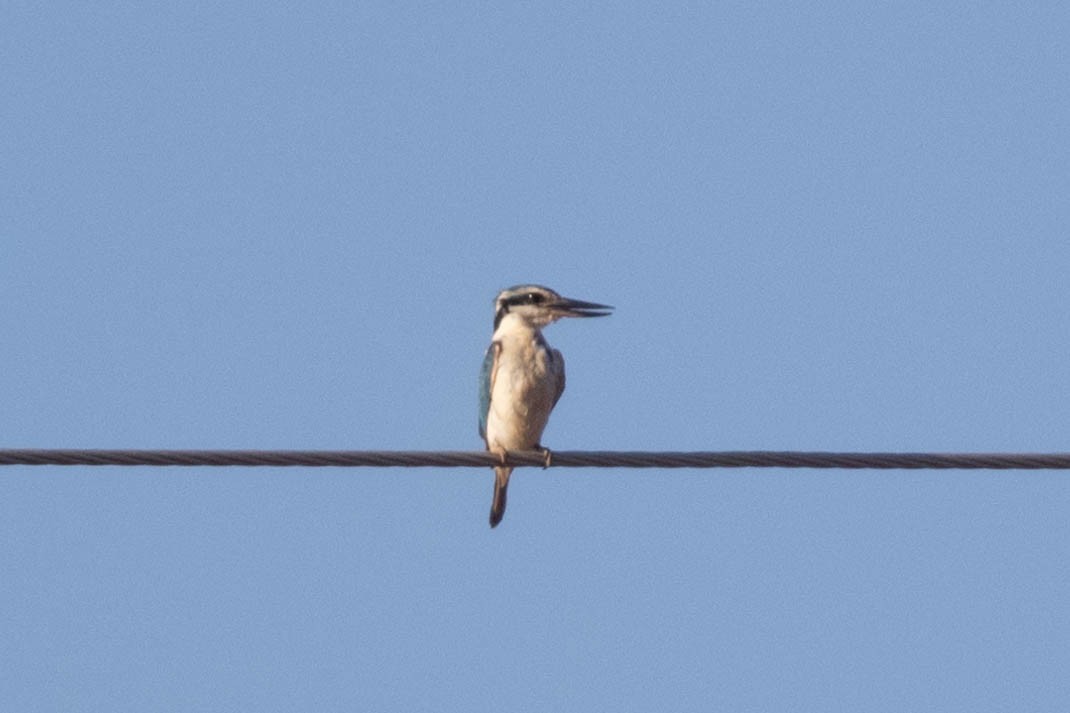 Red-backed Kingfisher - ML644286122